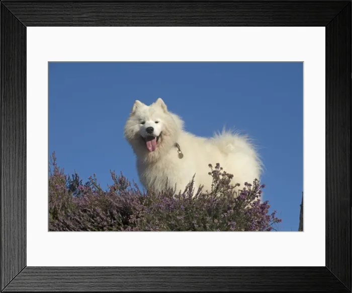 Framed Print : Picture No. 11772614 Framed Print : Picture No. 11772614