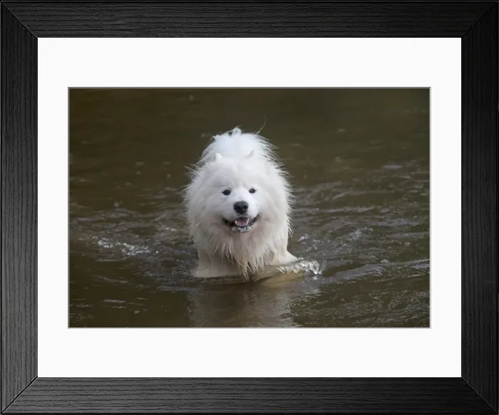 Framed Print : Picture No. 11772624 Framed Print : Picture No. 11772624