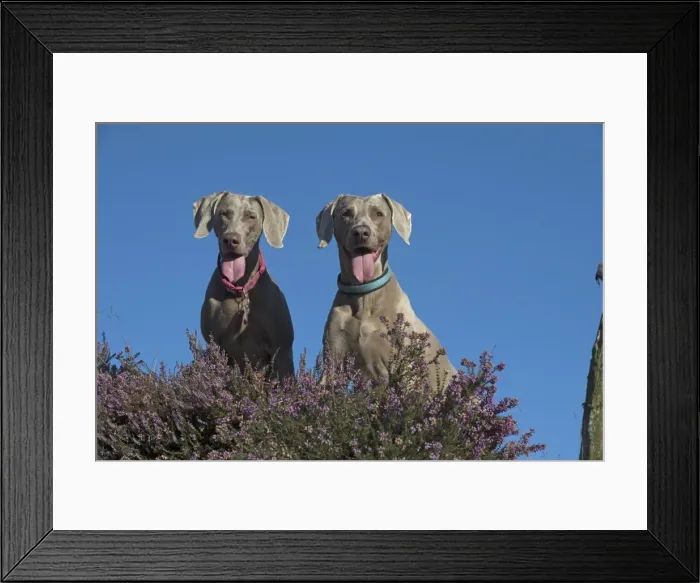 Framed Print : Picture No. 11772625 Framed Print : Picture No. 11772625