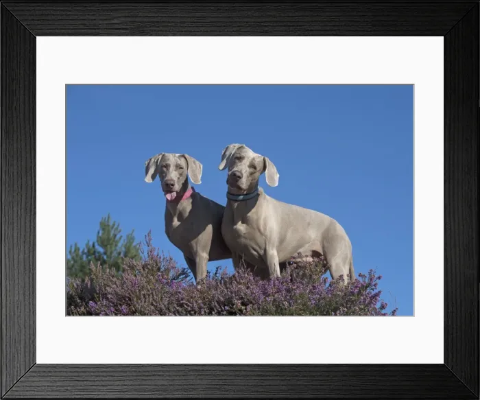 Framed Print : Picture No. 11772626 Framed Print : Picture No. 11772626