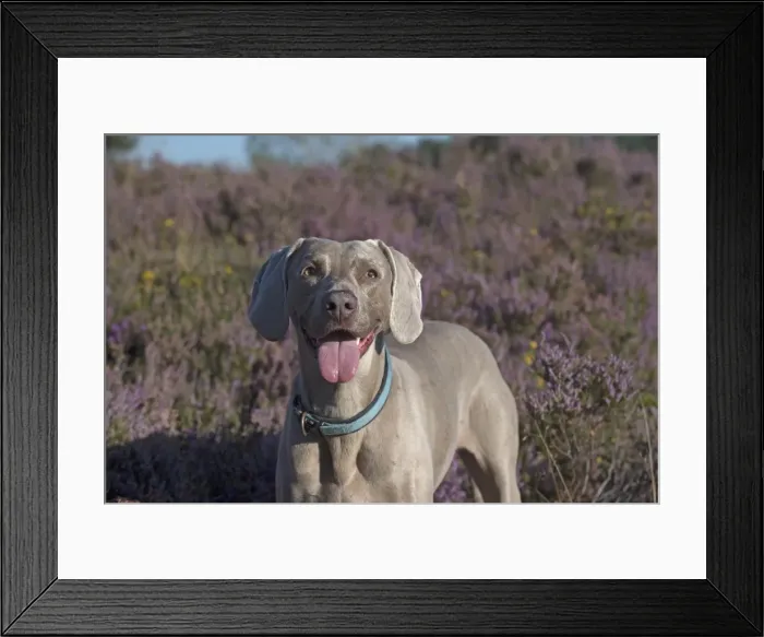 Framed Print : Picture No. 11772627 Framed Print : Picture No. 11772627