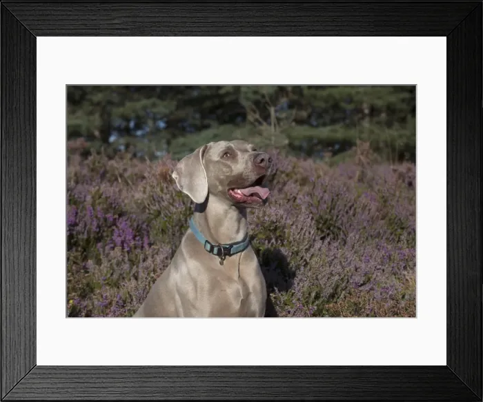 Framed Print : Picture No. 11772628 Framed Print : Picture No. 11772628