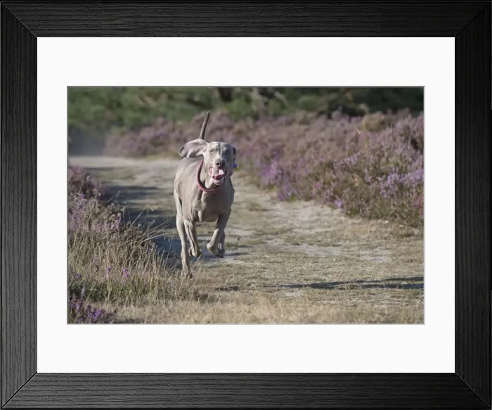 Framed Print : Picture No. 11772629 Framed Print : Picture No. 11772629