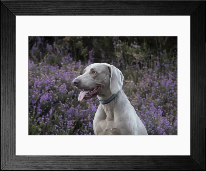 Framed Print : Picture No. 11772630 Framed Print : Picture No. 11772630