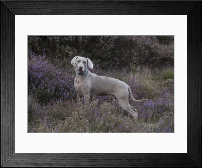Framed Print : Picture No. 11772631 Framed Print : Picture No. 11772631
