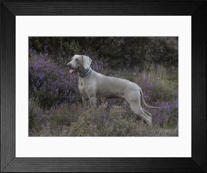 Framed Print : Picture No. 11772632 Framed Print : Picture No. 11772632