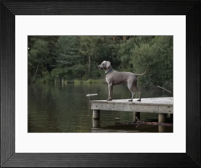 Framed Print : Picture No. 11772634