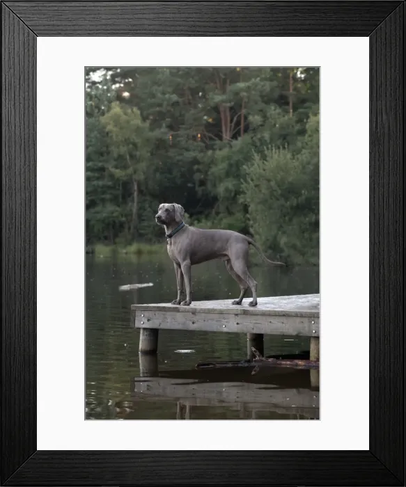Framed Print : Picture No. 11772635