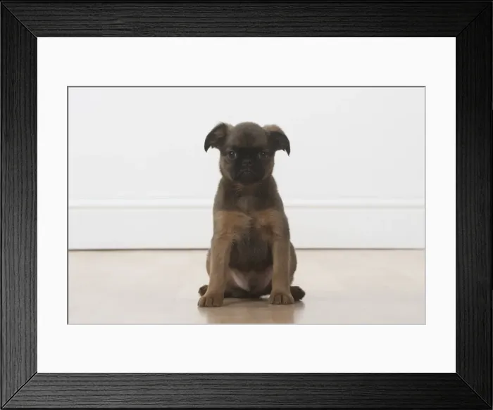 Framed Print : Picture No. 11772637 Framed Print : Picture No. 11772637