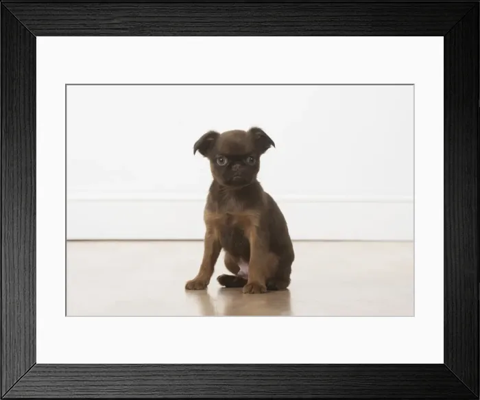 Framed Print : Picture No. 11772638 Framed Print : Picture No. 11772638