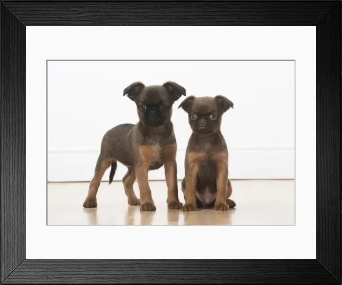 Framed Print : Picture No. 11772639 Framed Print : Picture No. 11772639