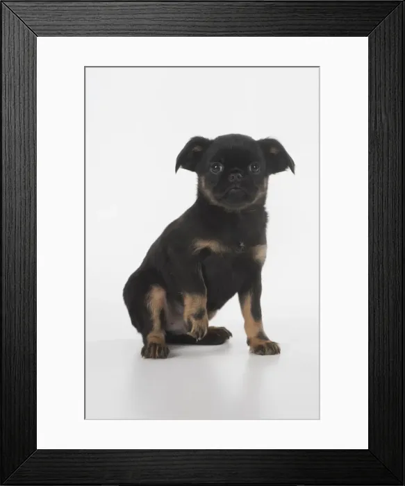 Framed Print : Picture No. 11772640 Framed Print : Picture No. 11772640