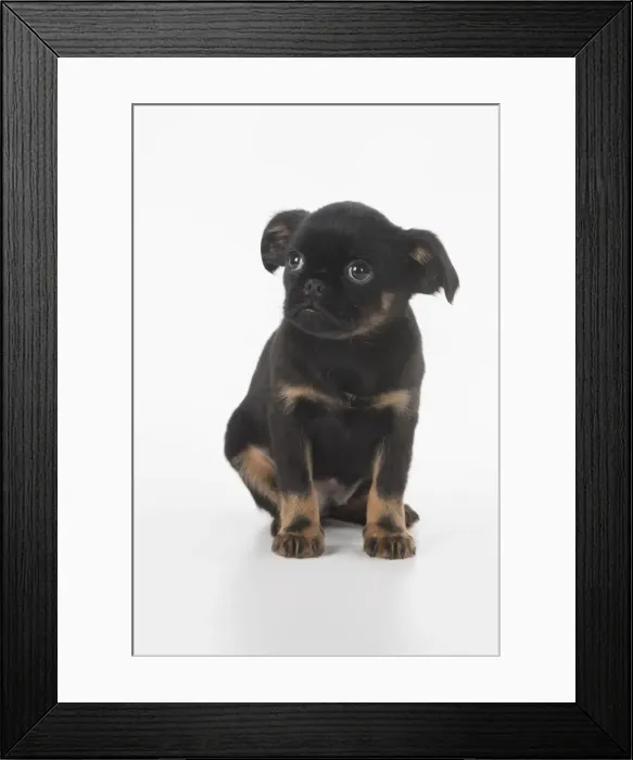 Framed Print : Picture No. 11772641 Framed Print : Picture No. 11772641