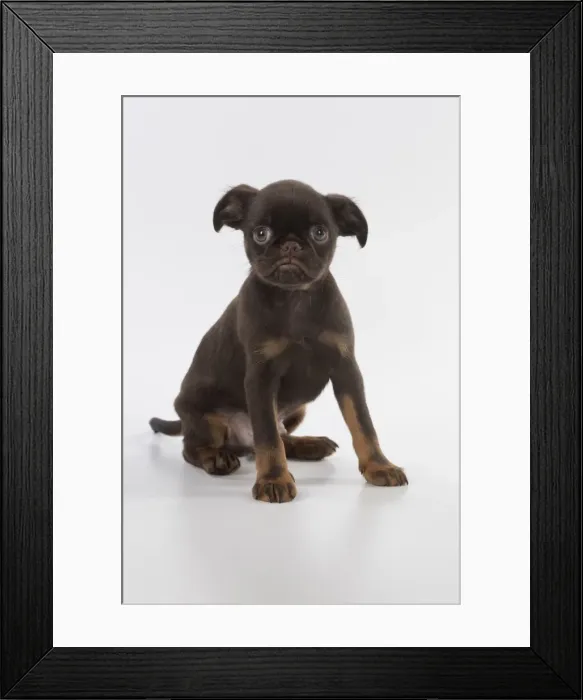 Framed Print : Picture No. 11772642 Framed Print : Picture No. 11772642