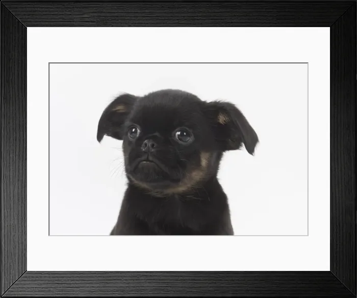 Framed Print : Picture No. 11772643 Framed Print : Picture No. 11772643
