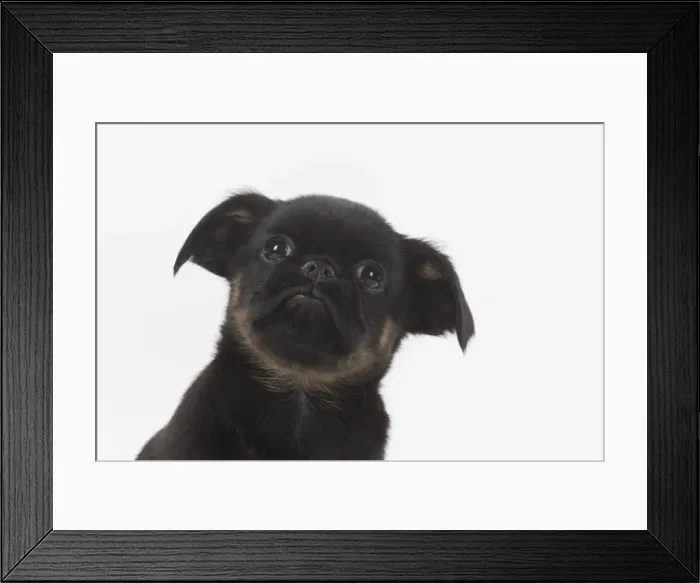 Framed Print : Picture No. 11772644 Framed Print : Picture No. 11772644