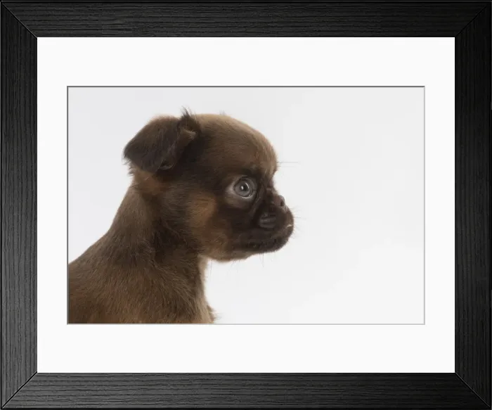 Framed Print : Picture No. 11772645 Framed Print : Picture No. 11772645