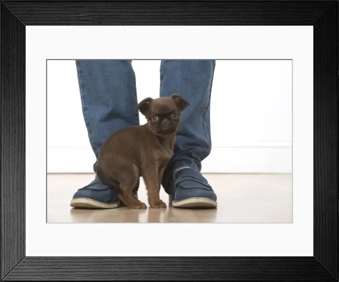 Framed Print : Picture No. 11772648 Framed Print : Picture No. 11772648