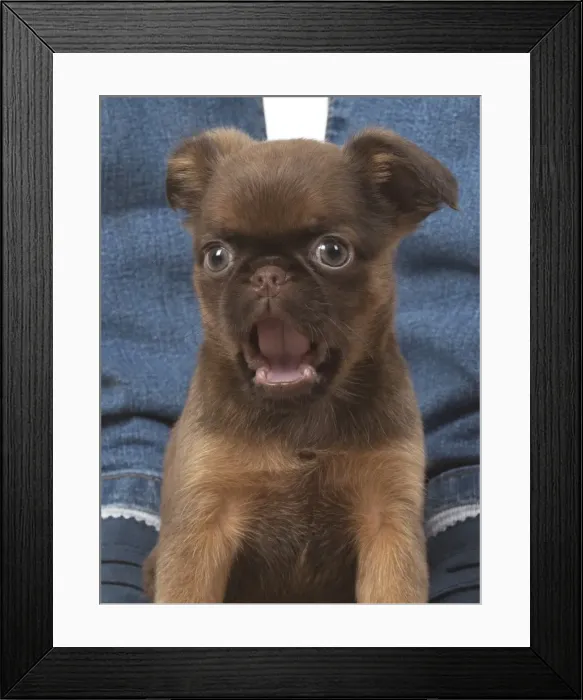 Framed Print : Picture No. 11772650 Framed Print : Picture No. 11772650