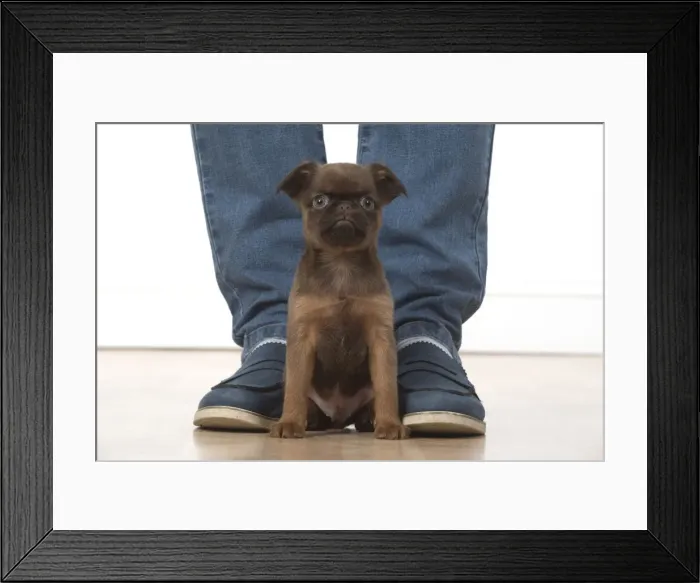 Framed Print : Picture No. 11772649 Framed Print : Picture No. 11772649