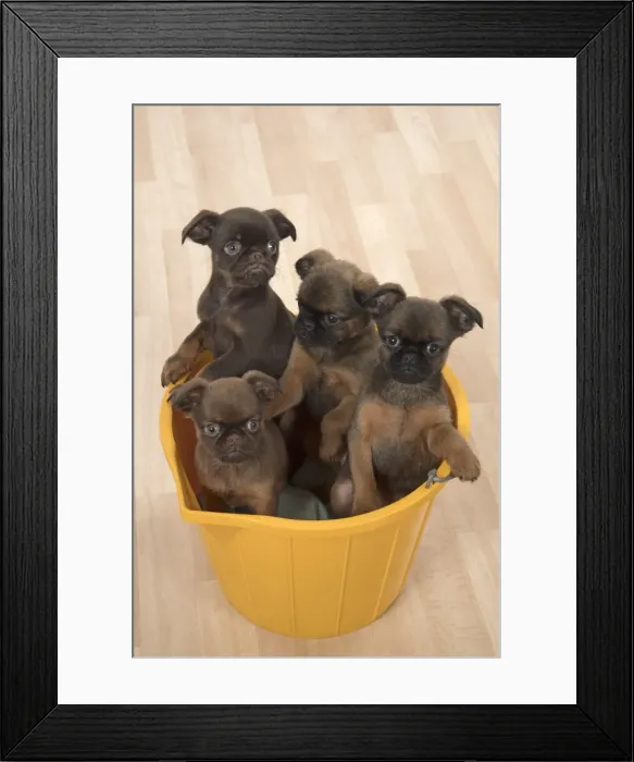 Framed Print : Picture No. 11772652 Framed Print : Picture No. 11772652