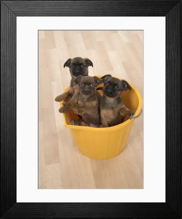 Framed Print : Picture No. 11772653 Framed Print : Picture No. 11772653