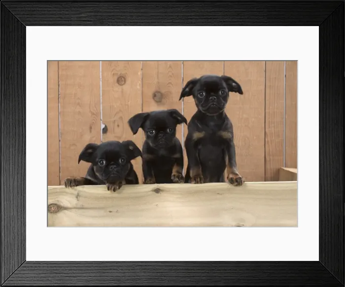 Framed Print : Picture No. 11772654 Framed Print : Picture No. 11772654