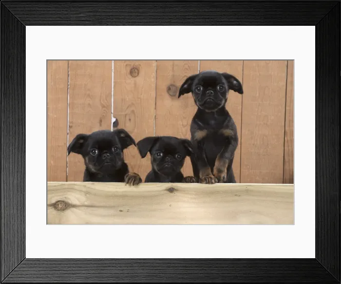 Framed Print : Picture No. 11772655 Framed Print : Picture No. 11772655