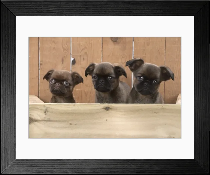 Framed Print : Picture No. 11772656 Framed Print : Picture No. 11772656