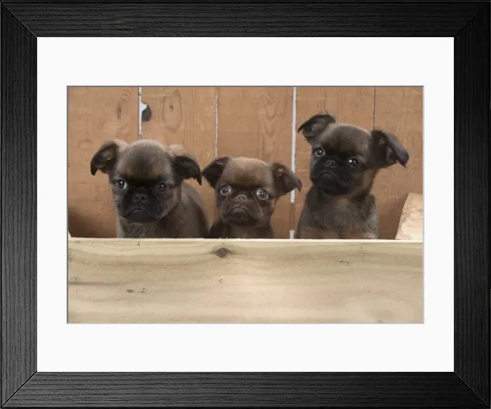 Framed Print : Picture No. 11772657 Framed Print : Picture No. 11772657