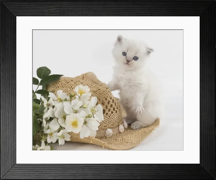 Framed Print : Picture No. 11772658 Framed Print : Picture No. 11772658