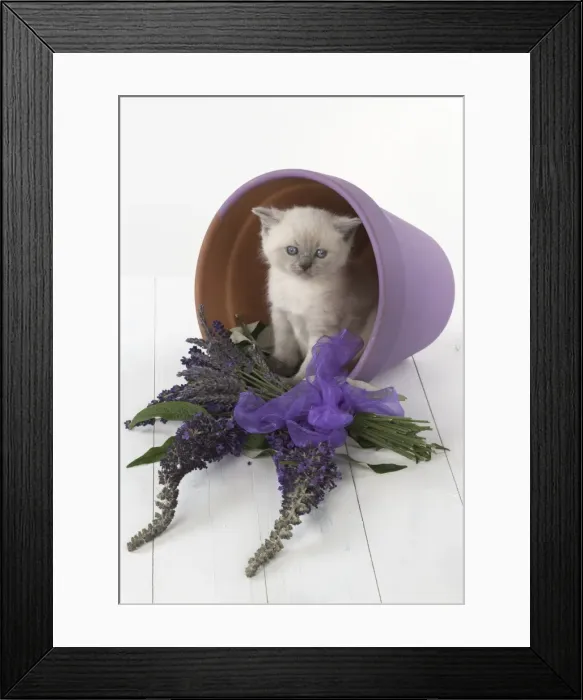 Framed Print : Picture No. 11772659 Framed Print : Picture No. 11772659