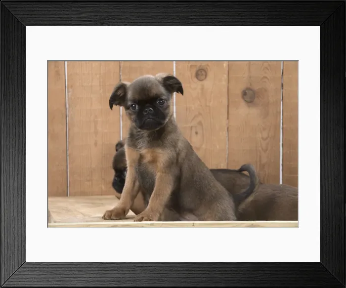 Framed Print : Picture No. 11772660 Framed Print : Picture No. 11772660