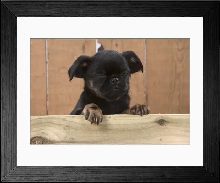 Framed Print : Picture No. 11772661 Framed Print : Picture No. 11772661
