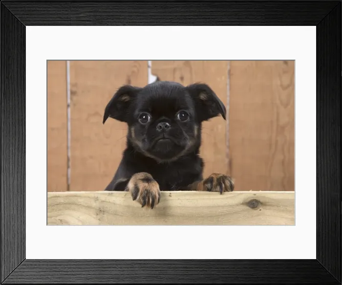 Framed Print : Picture No. 11772662 Framed Print : Picture No. 11772662