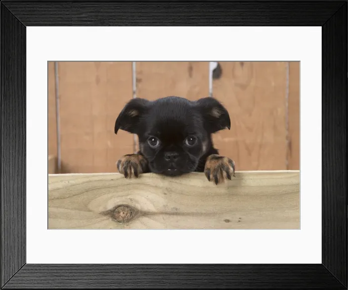 Framed Print : Picture No. 11772663 Framed Print : Picture No. 11772663
