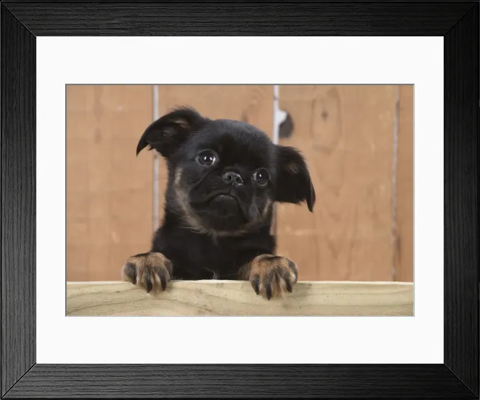 Framed Print : Picture No. 11772664 Framed Print : Picture No. 11772664