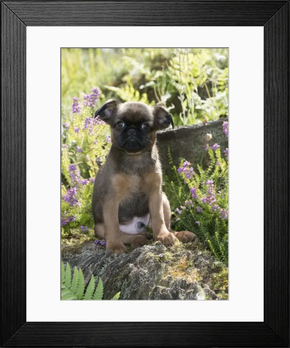 Framed Print : Picture No. 11772665 Framed Print : Picture No. 11772665