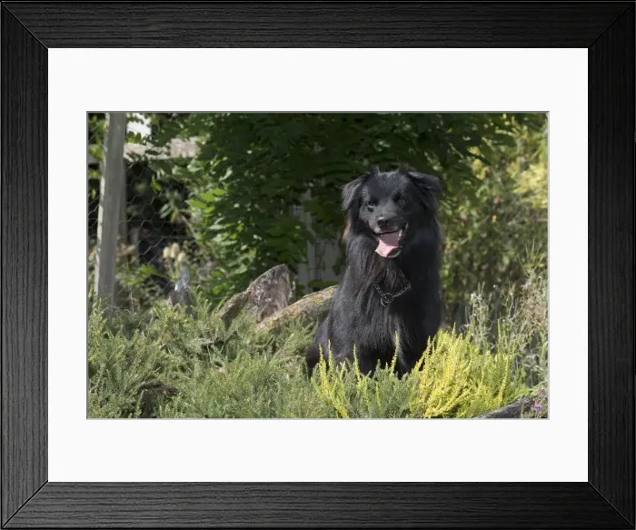 Framed Print : Picture No. 11772666 Framed Print : Picture No. 11772666