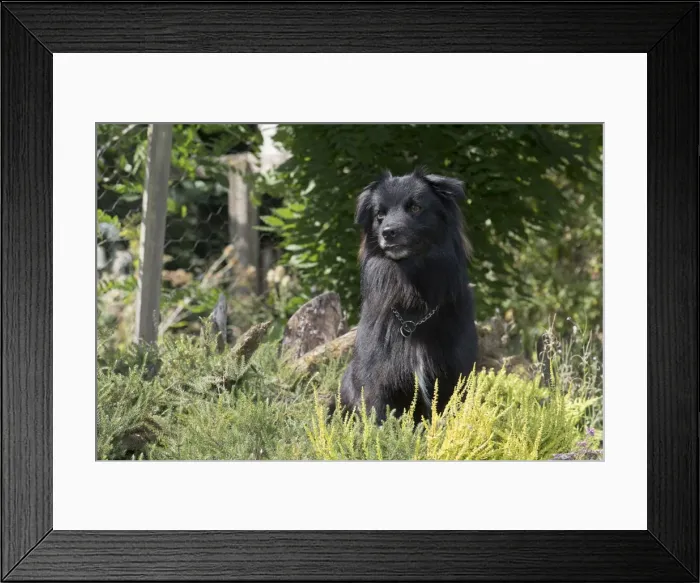 Framed Print : Picture No. 11772667 Framed Print : Picture No. 11772667
