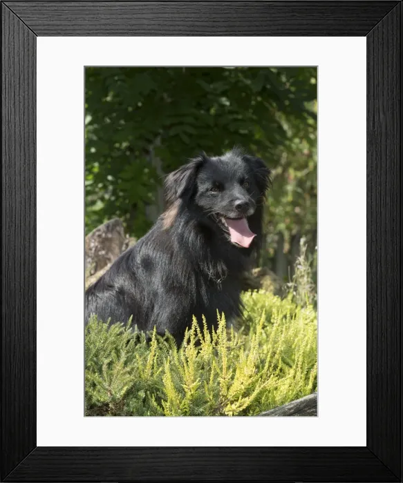 Framed Print : Picture No. 11772668 Framed Print : Picture No. 11772668
