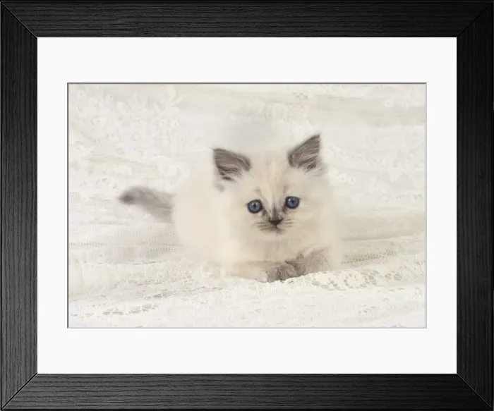 Framed Print : Picture No. 11772669 Framed Print : Picture No. 11772669