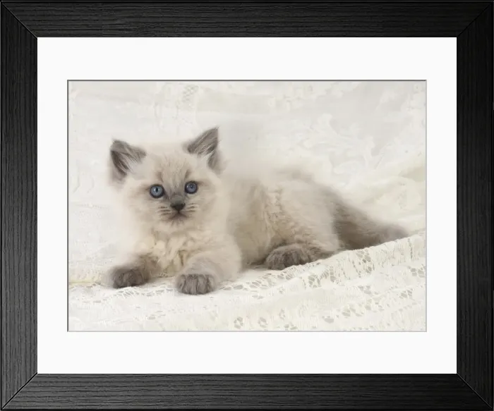 Framed Print : Picture No. 11772670 Framed Print : Picture No. 11772670