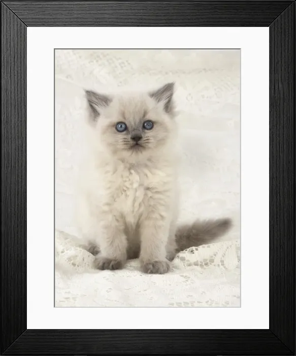 Framed Print : Picture No. 11772671 Framed Print : Picture No. 11772671