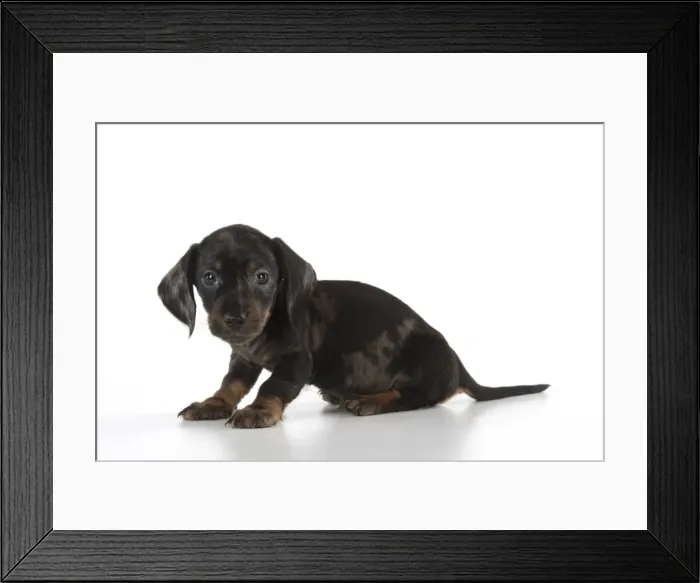 Framed Print : Picture No. 11772672 Framed Print : Picture No. 11772672