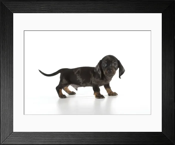 Framed Print : Picture No. 11772673 Framed Print : Picture No. 11772673