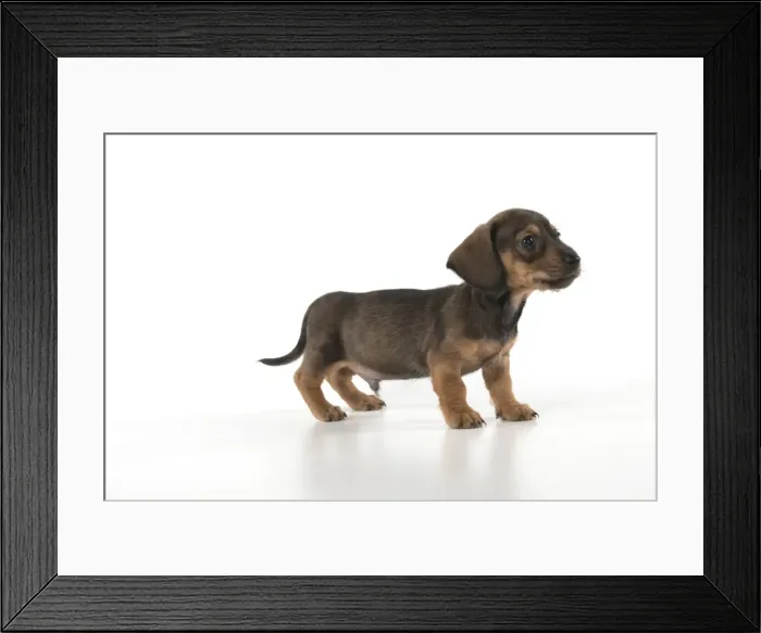 Framed Print : Picture No. 11772679 Framed Print : Picture No. 11772679