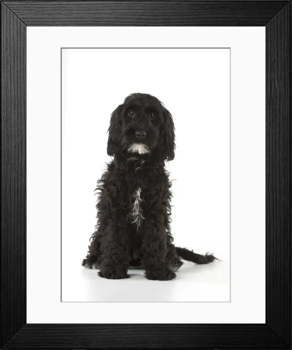 Framed Print : Picture No. 11772682 Framed Print : Picture No. 11772682