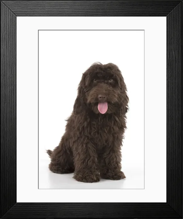 Framed Print : Picture No. 11772684 Framed Print : Picture No. 11772684