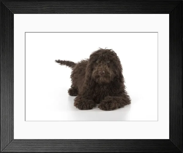 Framed Print : Picture No. 11772685 Framed Print : Picture No. 11772685